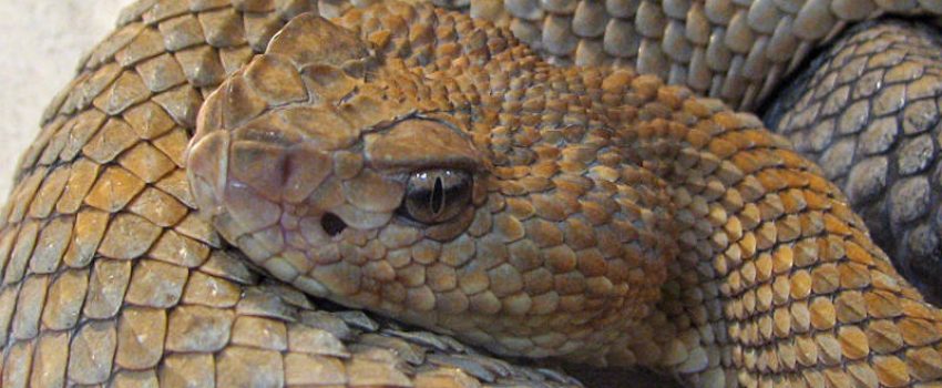timber_rattlesnake[1]