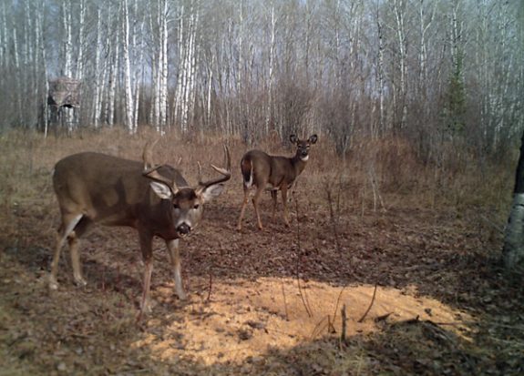 It's not too early to begin your trail camera reconnaissance.  Here's what you need to know.