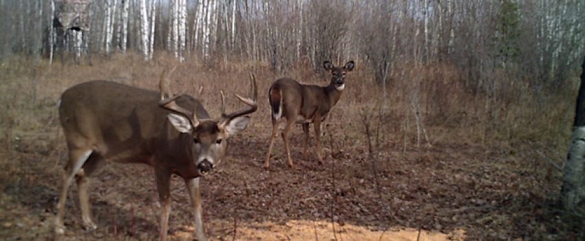 It's not too early to begin your trail camera reconnaissance.  Here's what you need to know.