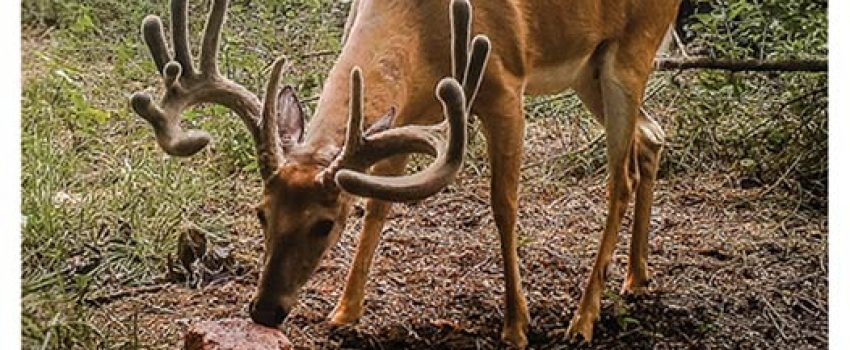 trophyrockdeer1