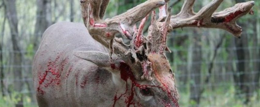 A buck shedding its velvet is rarely captured on film.