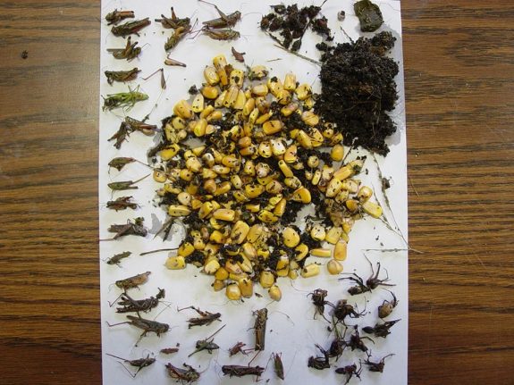 Here's a sample of what turkeys eat.