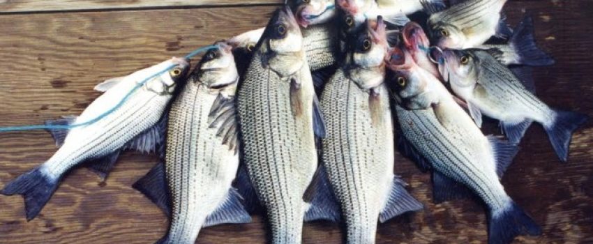 whitebass