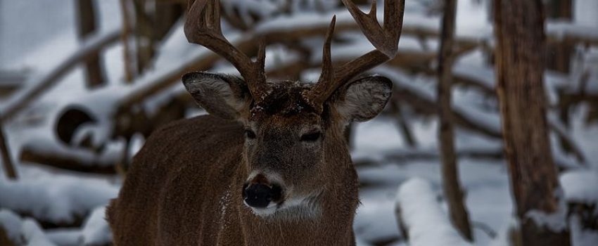 whitetail-buck