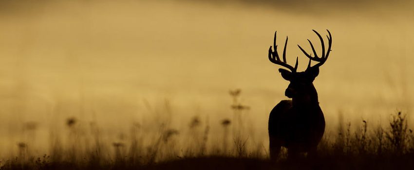 whitetail-deer-buck-silhouette-tom-reichner