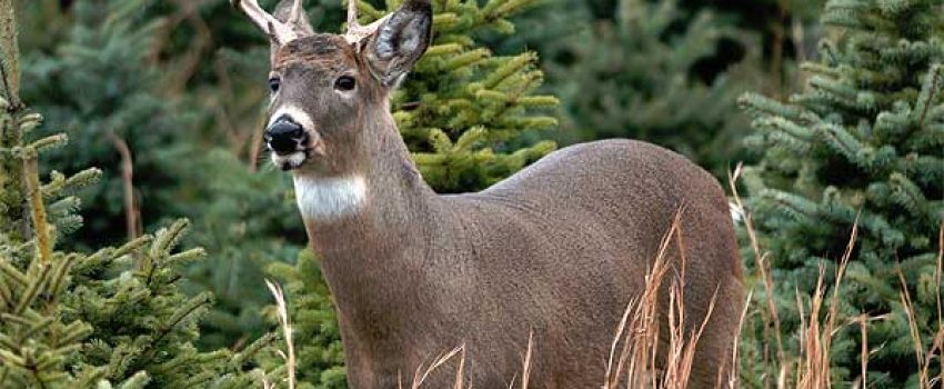 whitetail-deer-hunting