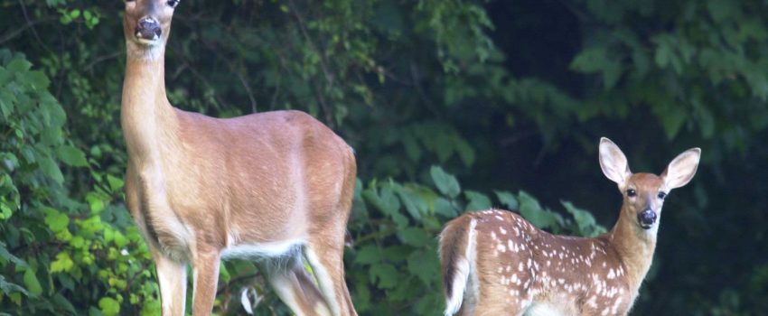 whitetail_deer