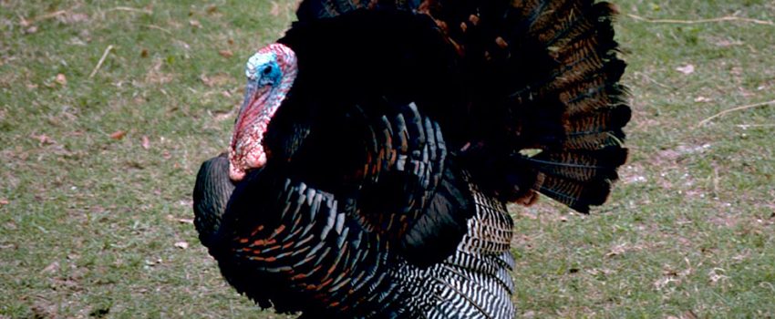 wild_turkey_2