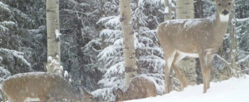 winter-wonderland
