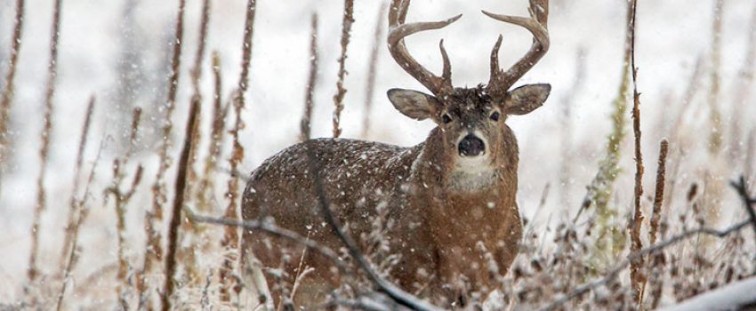 wnterwhitetails_lead