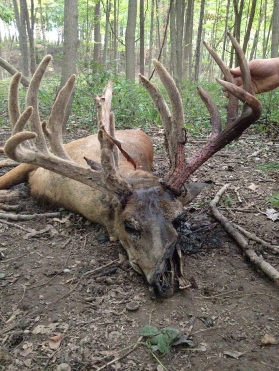 wtail_buck_ehd_grant_woods