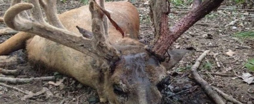 wtail_buck_ehd_grant_woods