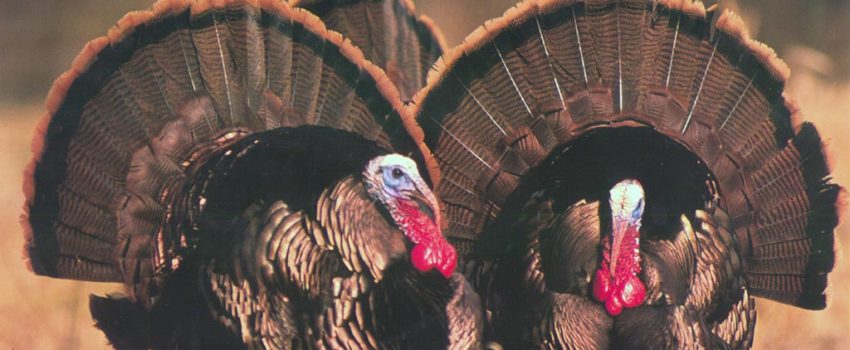 zz-wallStuWildTurkey1024